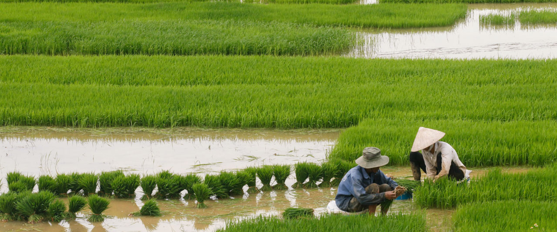 Haggai | Global
Developing Leaders
